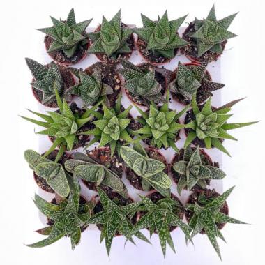 010  UNIDAD DE HAWORTHIAS MIX M-5,5